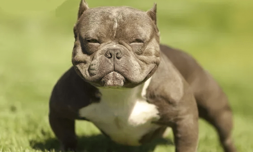 Exotic Bully Dogs in Doncaster – Are Rising Numbers A Concern?